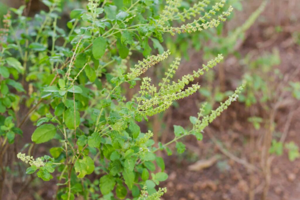 Le tulsi possède de nombreux bienfaits