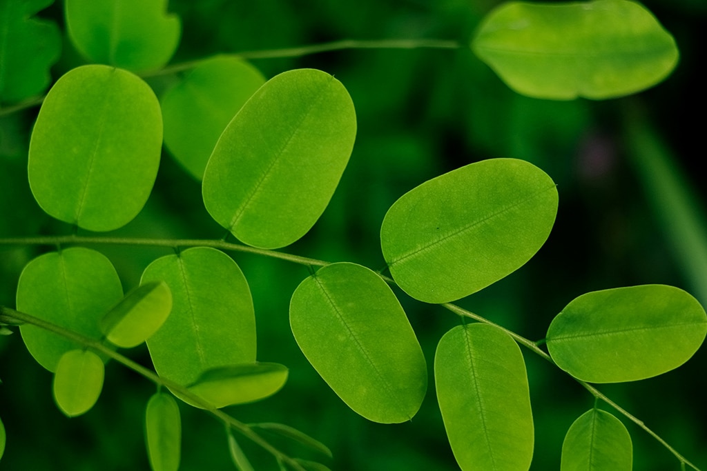 Le moringa est reconnu tant par l’Ayurvéda que par la communauté scientifique