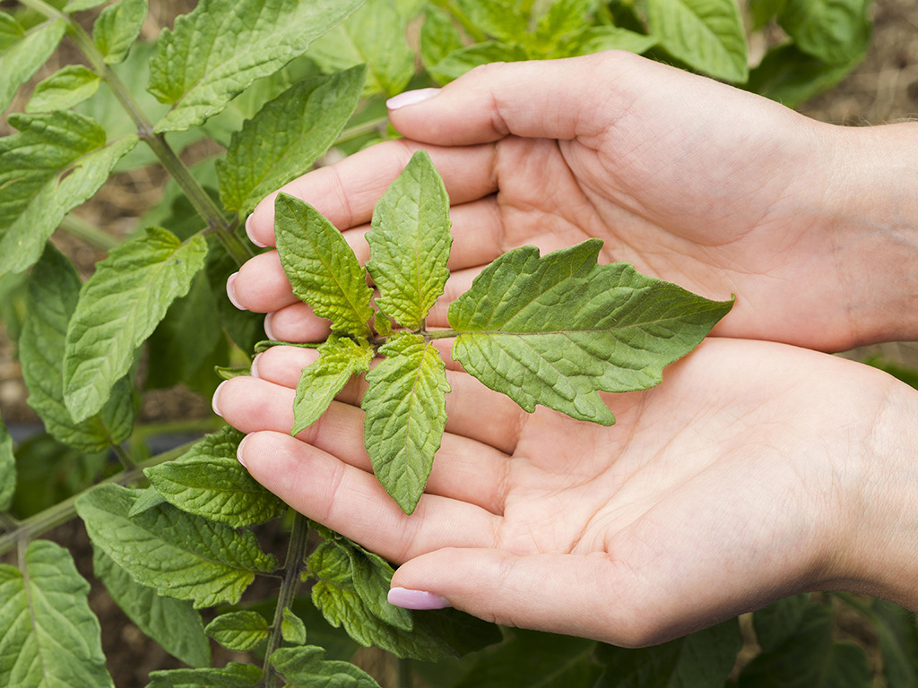Les plantes médicinales offrent de nombreux bienfaits