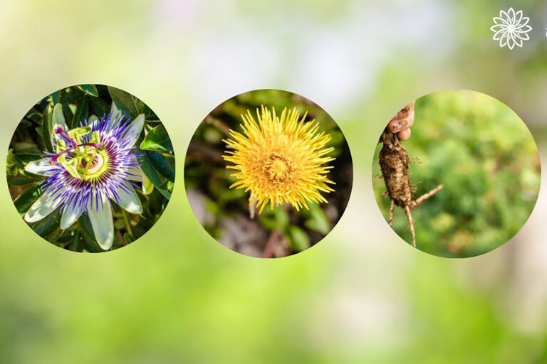 Découvrez quelle plante anti stress choisir selon votre profil et comment user de leurs bienfaits